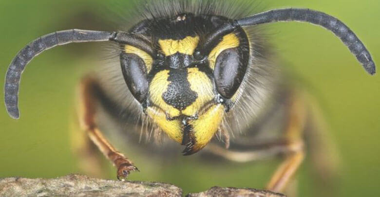 vespulavulgaris getty - زنبورهای بی‌عسل خوب یا بد ؟